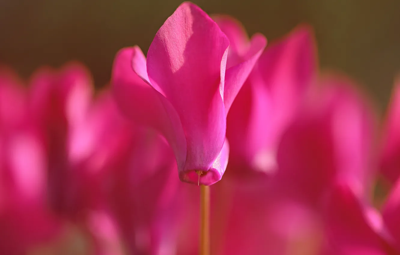 Photo wallpaper macro, flowers, pink, blurry, cyclamen, Wallpaper from lolita777