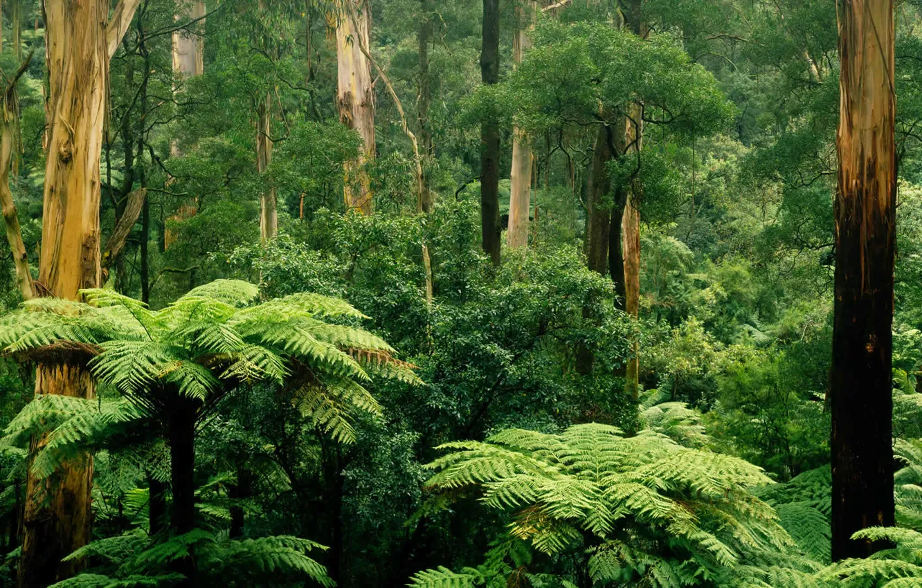 Photo wallpaper forest, leaves, trees, thickets, Victoria, Australia, fern, Sherbrooke