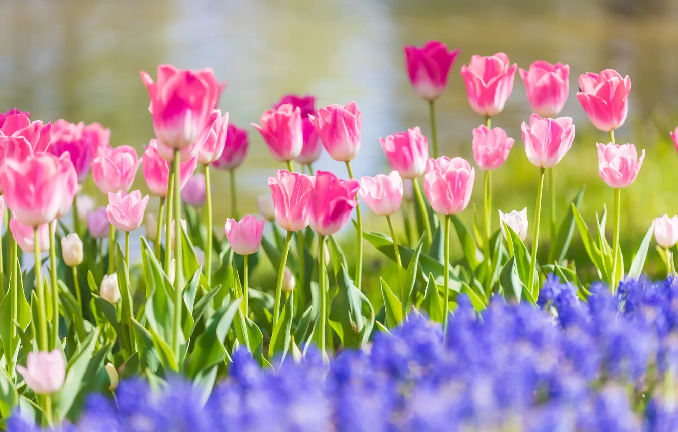 Photo wallpaper flowers, tulips, flowerbed