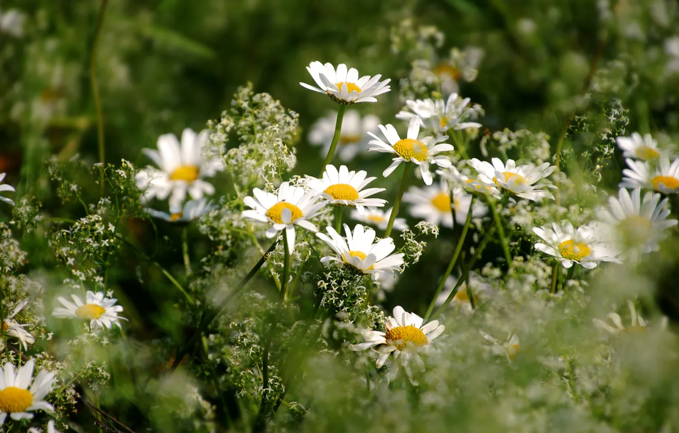 Photo wallpaper summer, flowers, glade, chamomile, white, a lot, bokeh