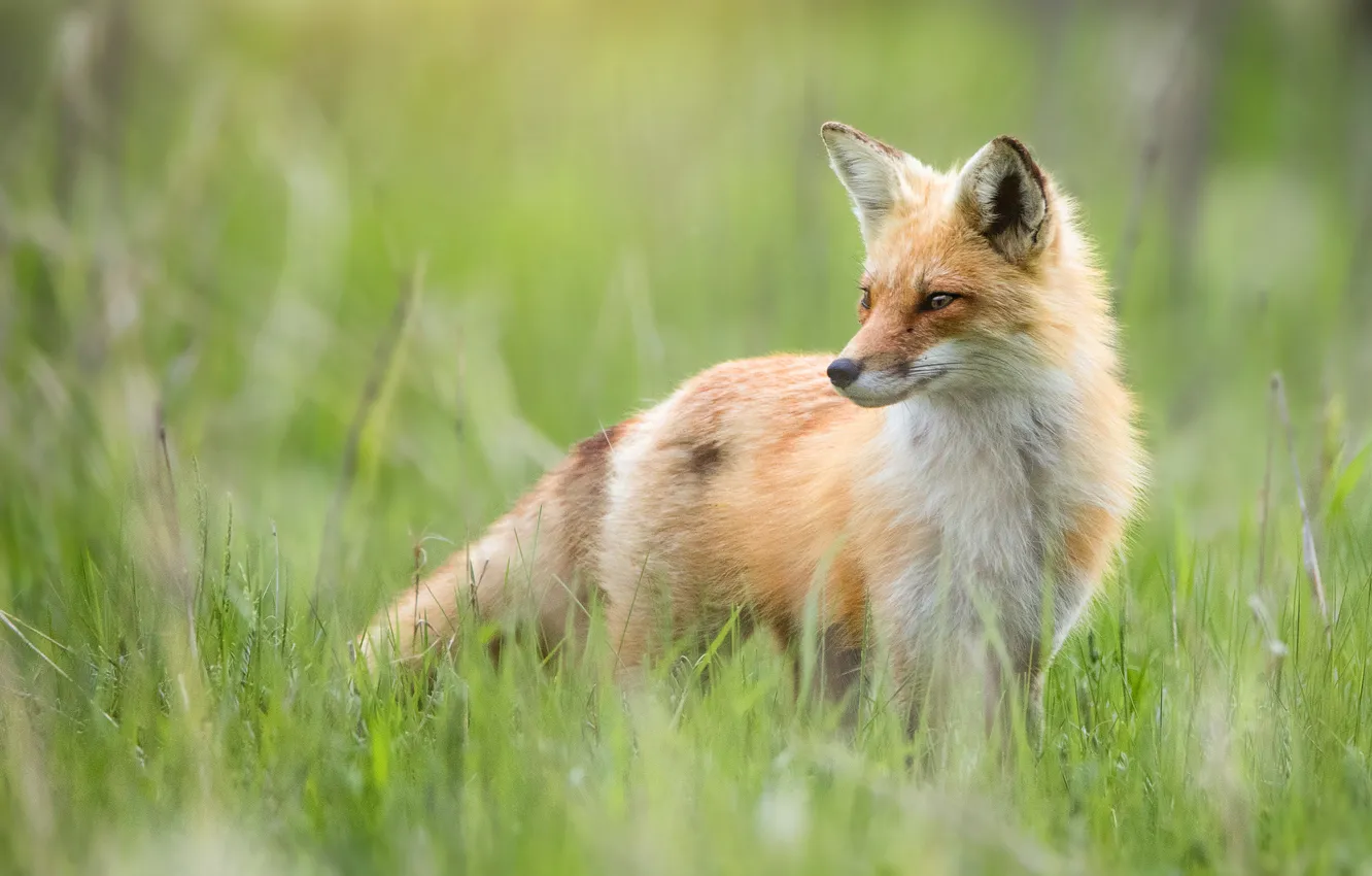 Photo wallpaper summer, grass, look, face, glade, Fox, bokeh