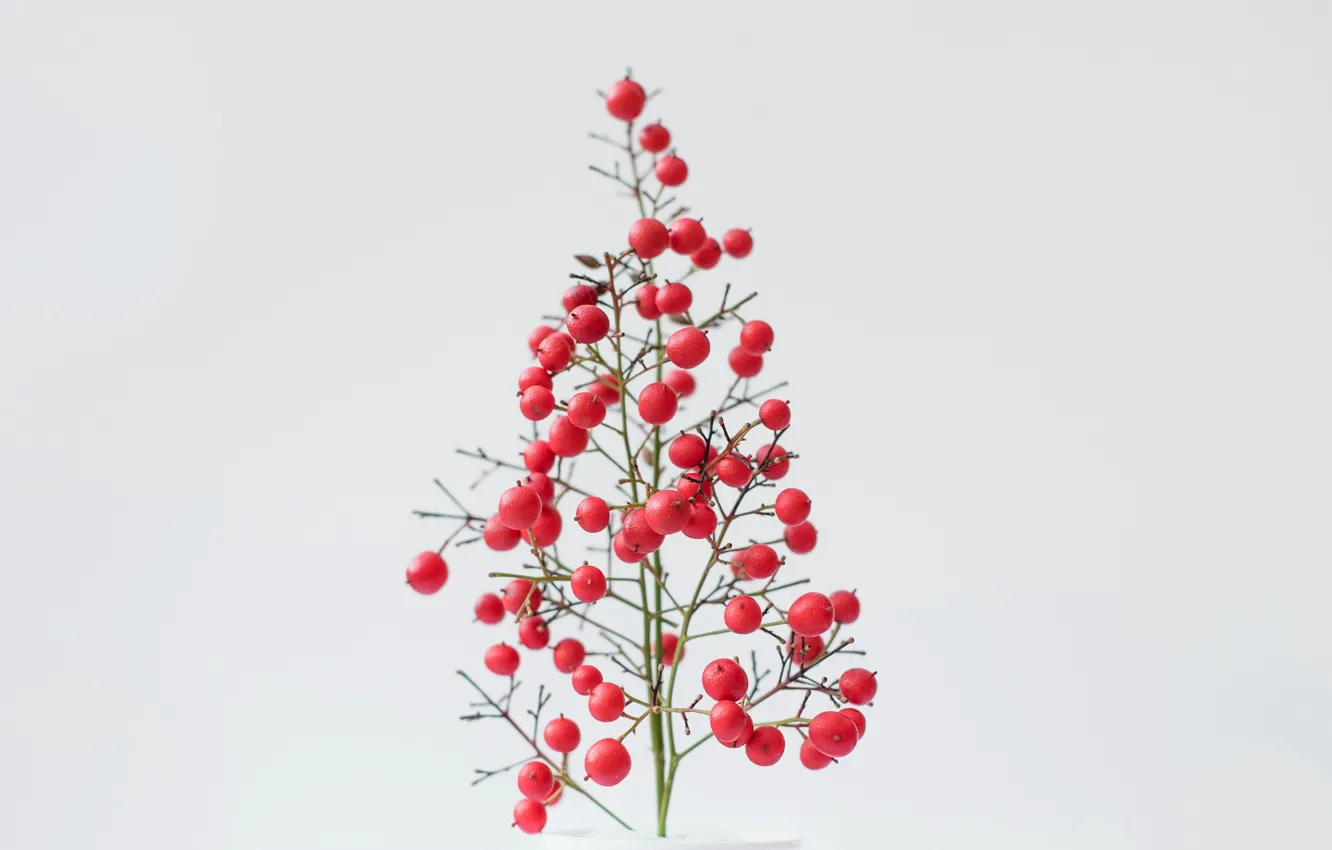 Photo wallpaper berries, background, tree