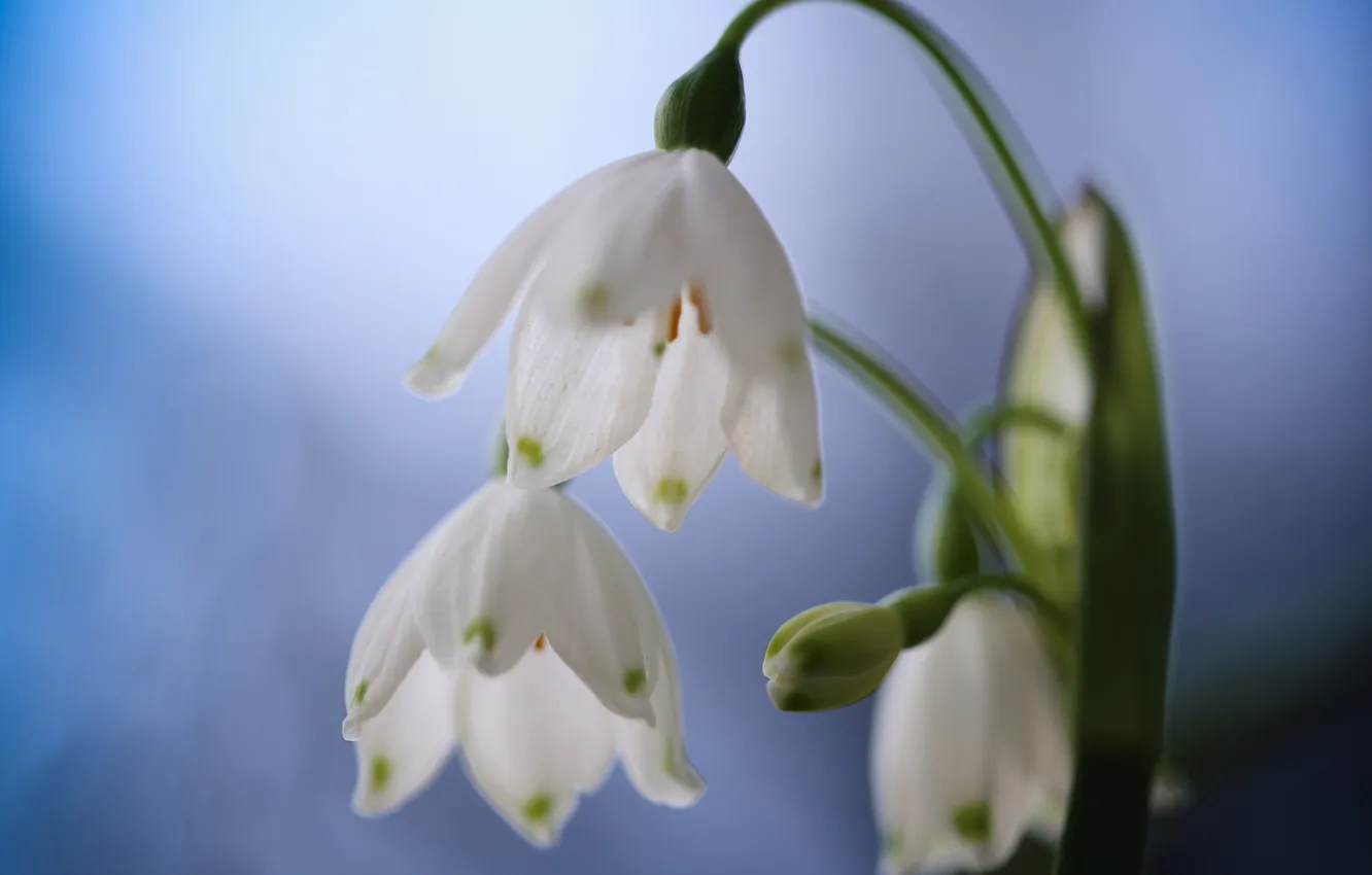 Photo wallpaper macro, bokeh, Snowflake