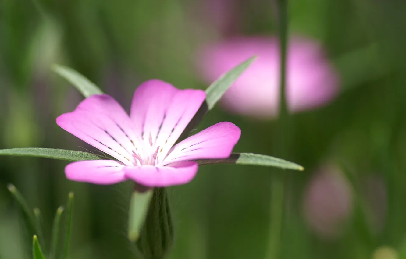 Photo wallpaper flowers, Wallpaper, leaf, petals