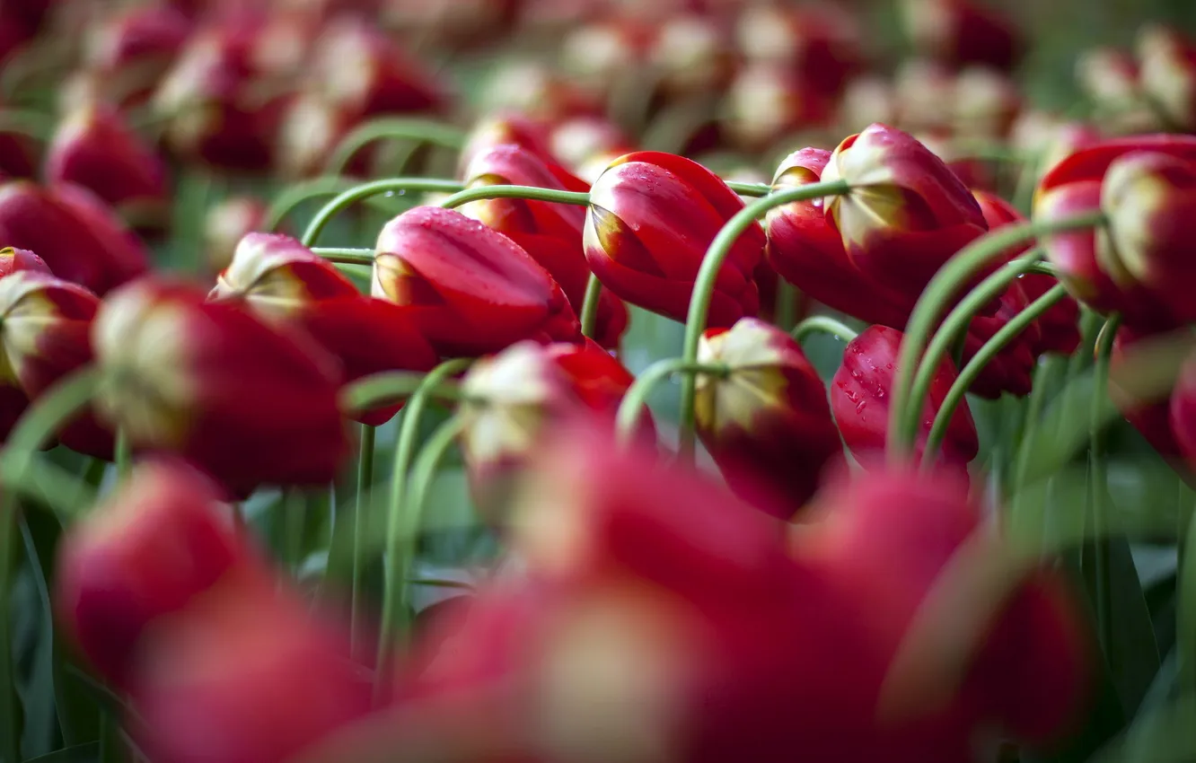 Photo wallpaper macro, flowers, tulips