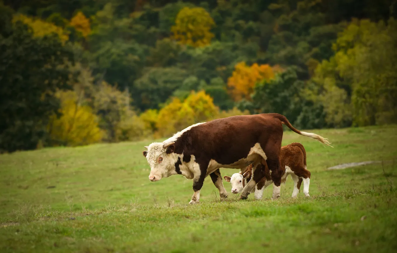 Photo wallpaper cows, pasture, calf
