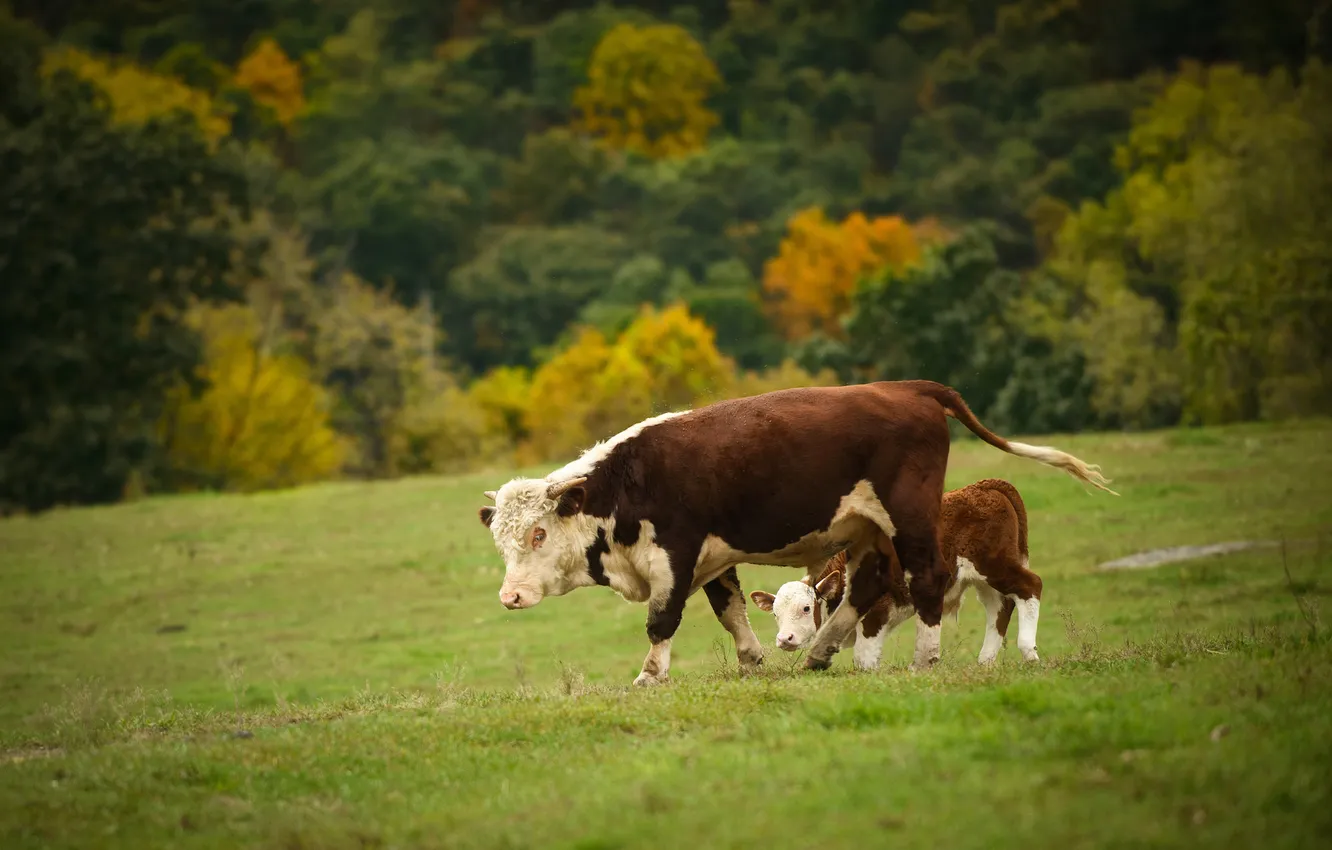 Photo wallpaper cow, pasture, calf