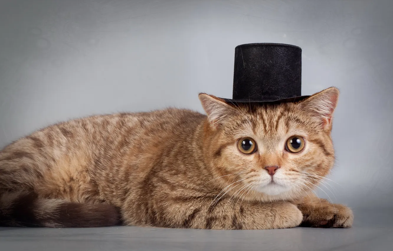 Photo wallpaper cat, look, background