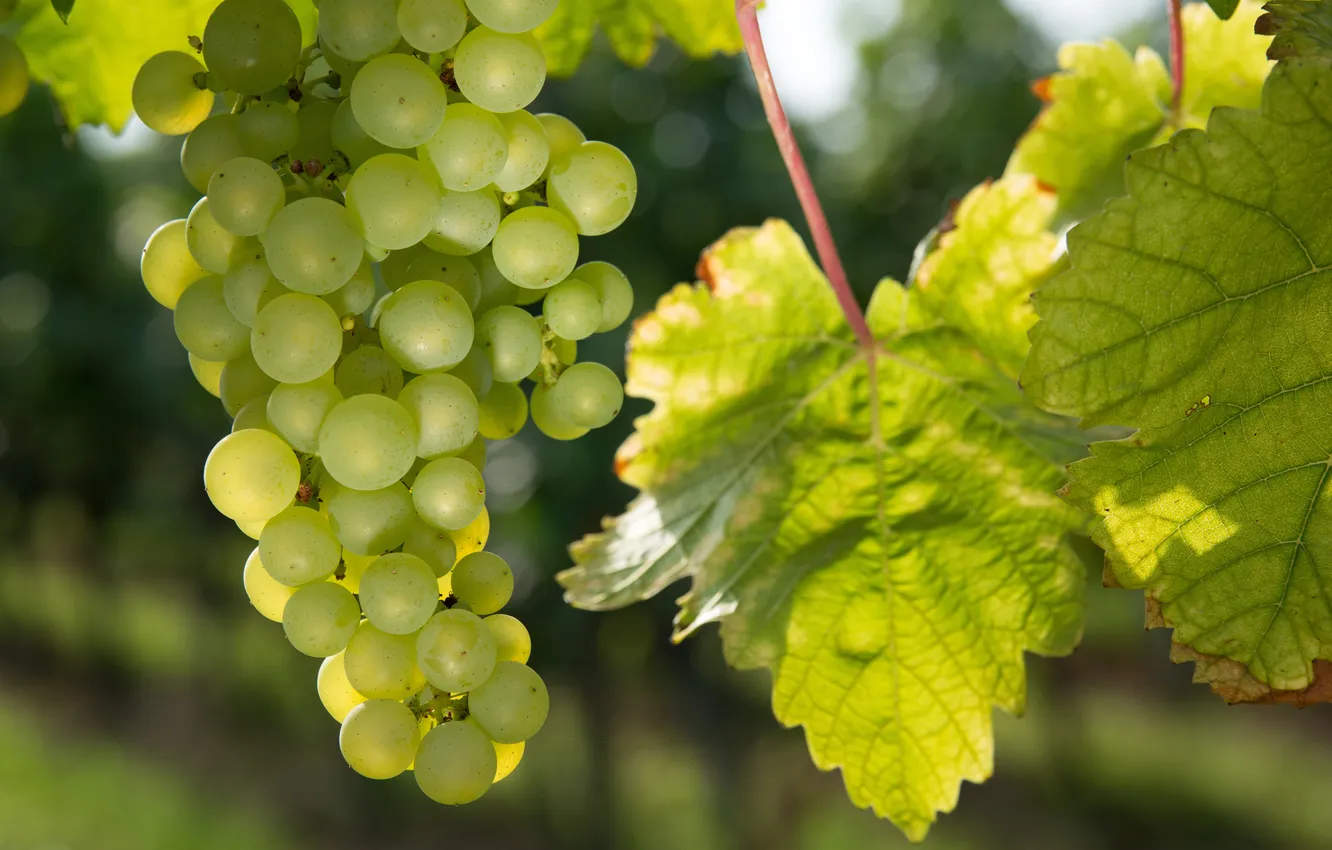 Photo wallpaper nature, grapes, vineyard, the bushes, nature, bushes, Vines, Vineyards