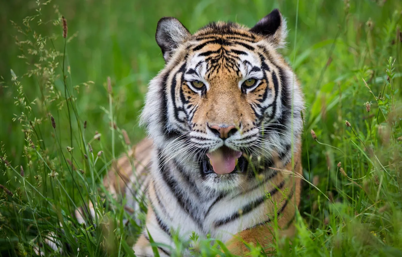 Photo wallpaper language, face, tiger, stay, predator, wild cat