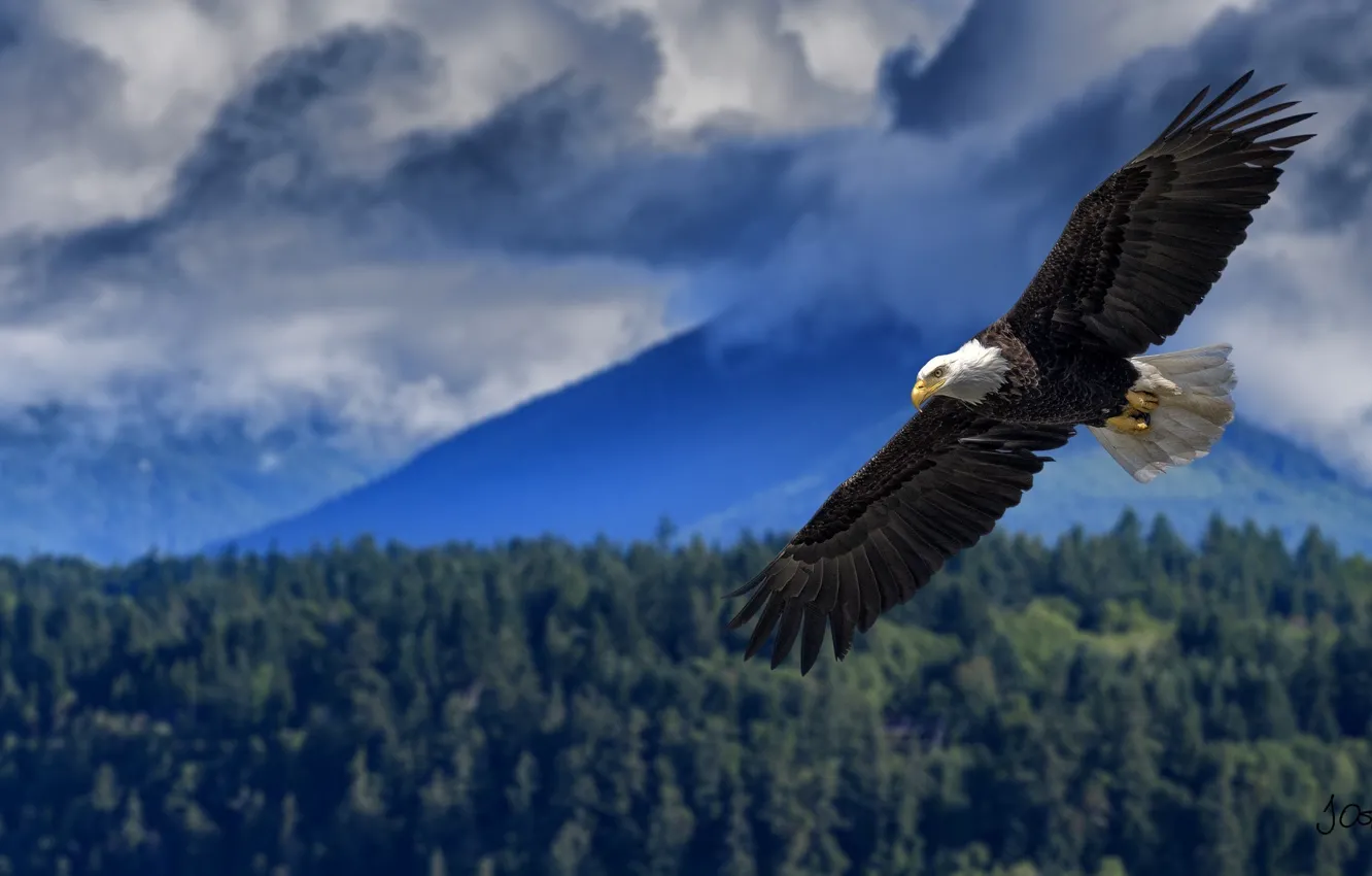 Photo wallpaper height, wings, flight, bald eagle, the scope, bird of prey
