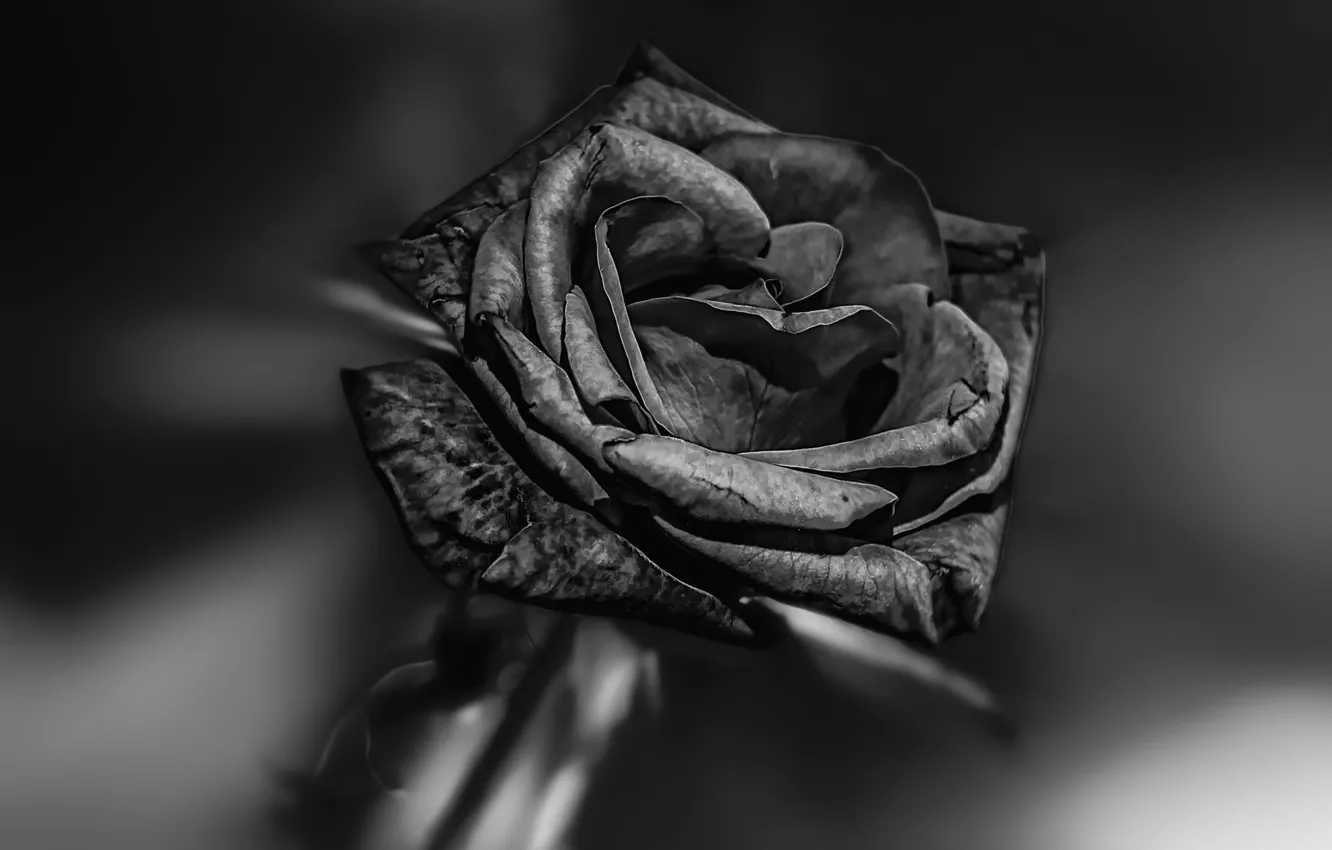 Photo wallpaper rose, black, BLACK BEAUTY