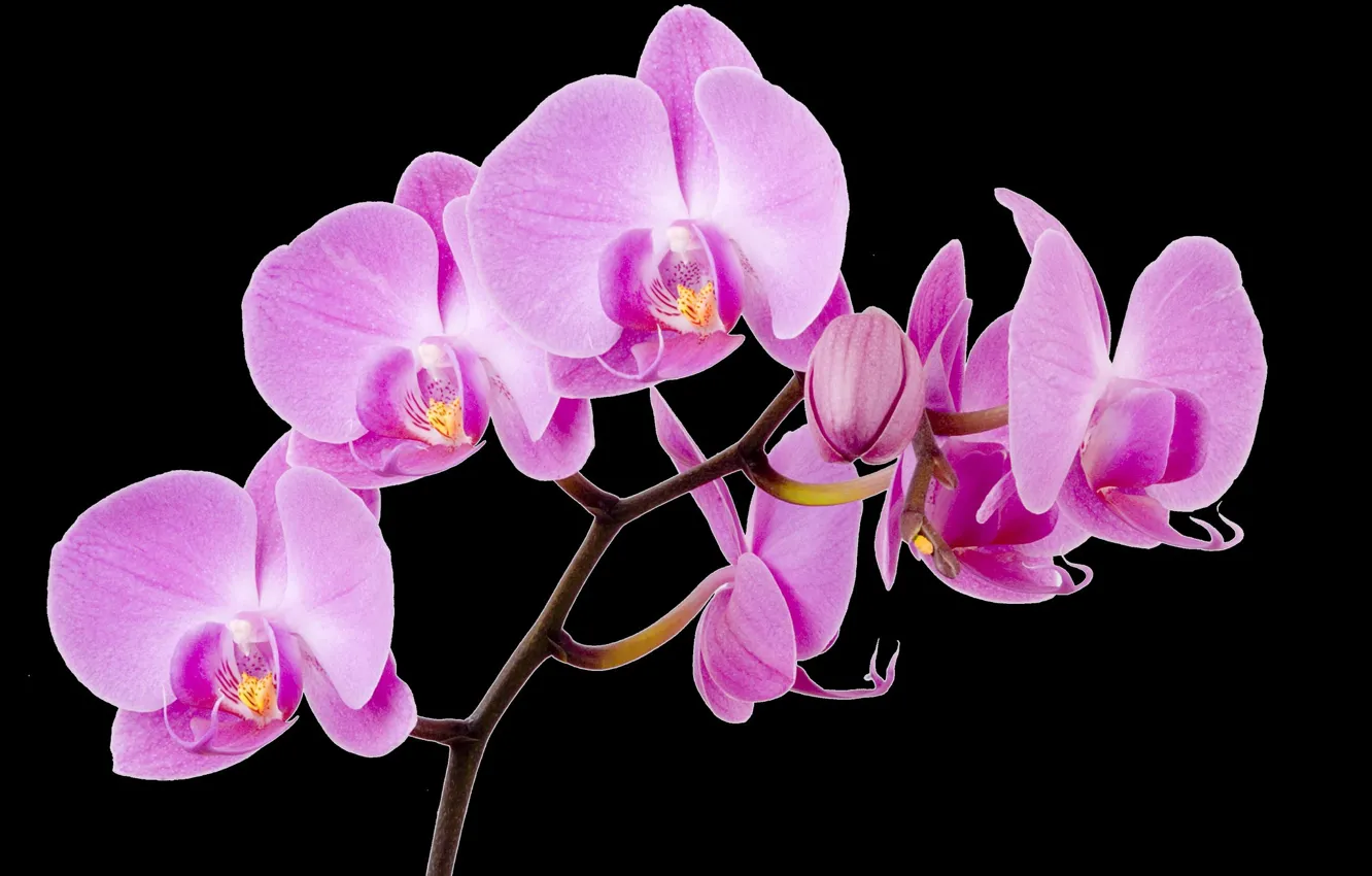 Photo wallpaper branches, black background, pink Orchid, rhodey