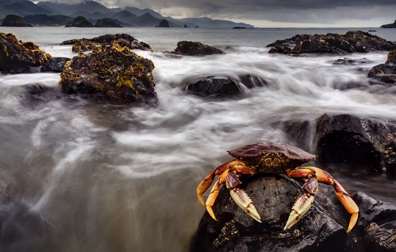 Photo wallpaper sea, mountains, stones, crab