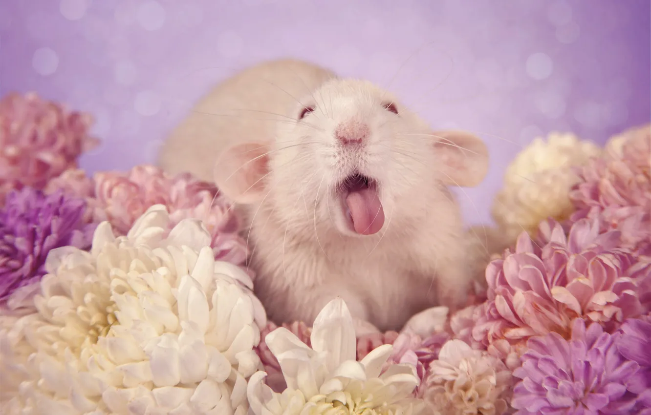 Photo wallpaper language, pose, mouse, mouse, muzzle, rat