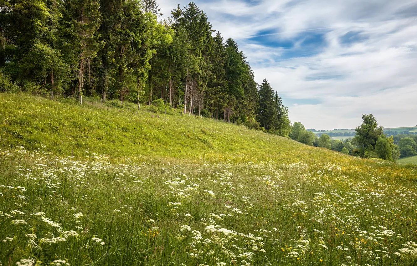 Photo wallpaper greens, forest, summer, the sky, grass, clouds, flowers, hills