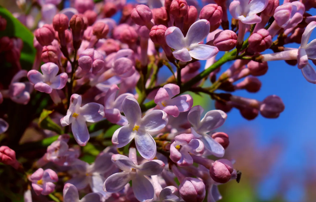 Photo wallpaper spring, lilac, twig, blooming