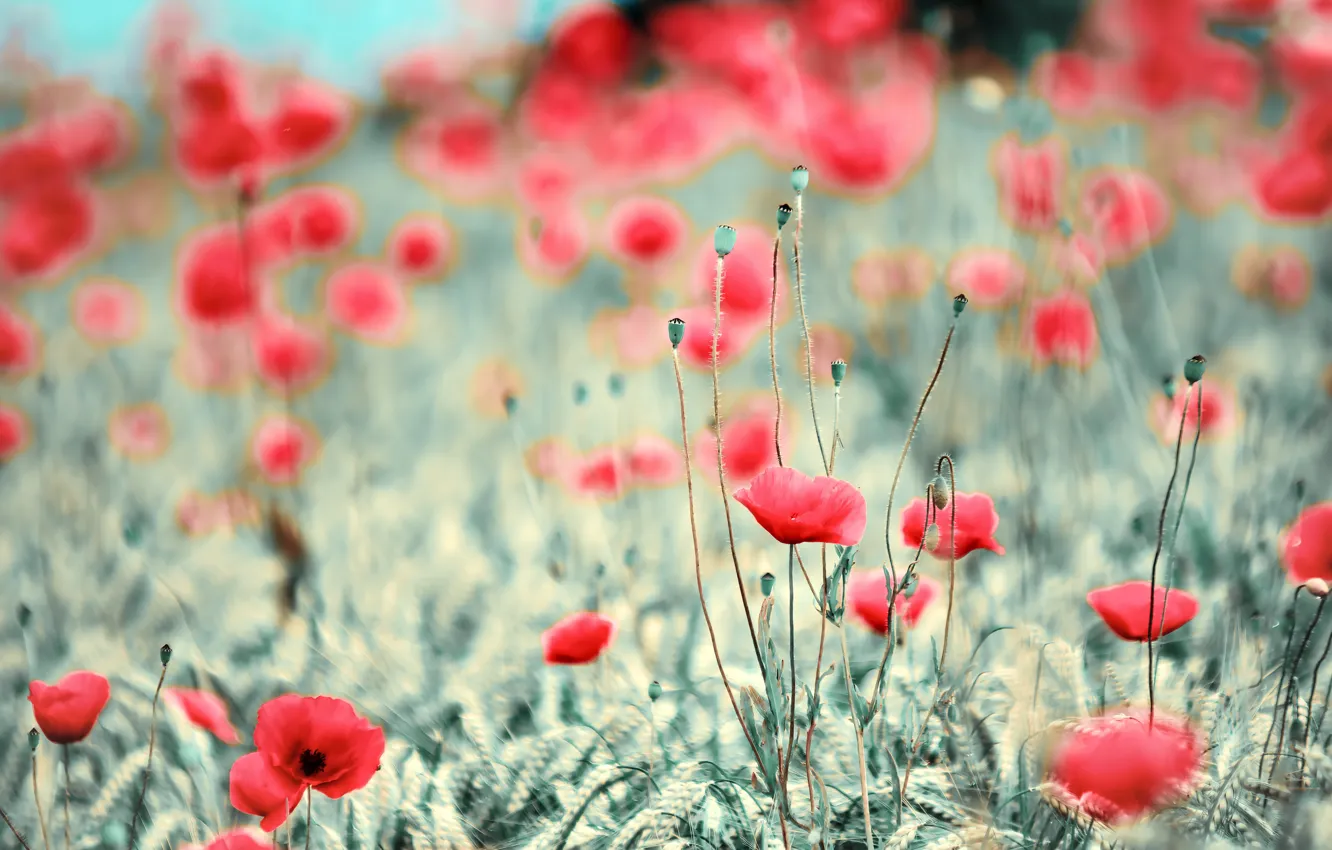 Photo wallpaper field, summer, flowers, red, Maki, blur, meadow, bokeh