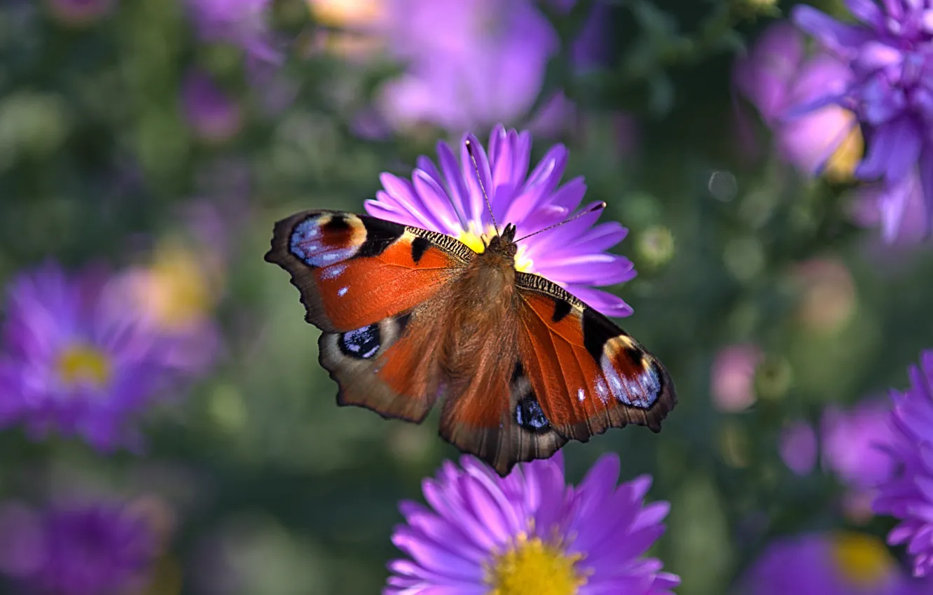 Photo wallpaper macro, light, flowers, butterfly, lilac, bokeh, asters, Emperor moth