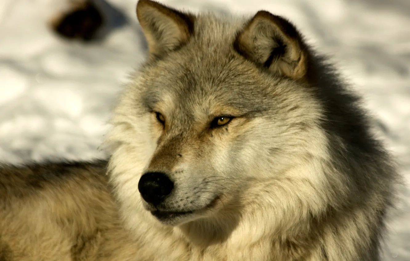 Photo wallpaper Predator, nature, animal, wolf, wildlife, portrait, portrait., Canis lupus. face