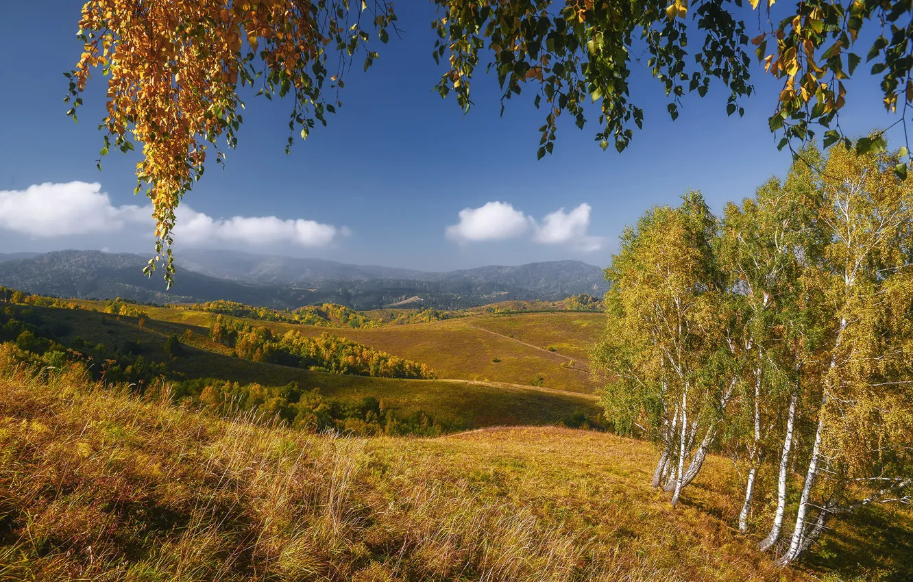 Photo wallpaper field, autumn, trees, yellow, blue, hills, foliage, meadow