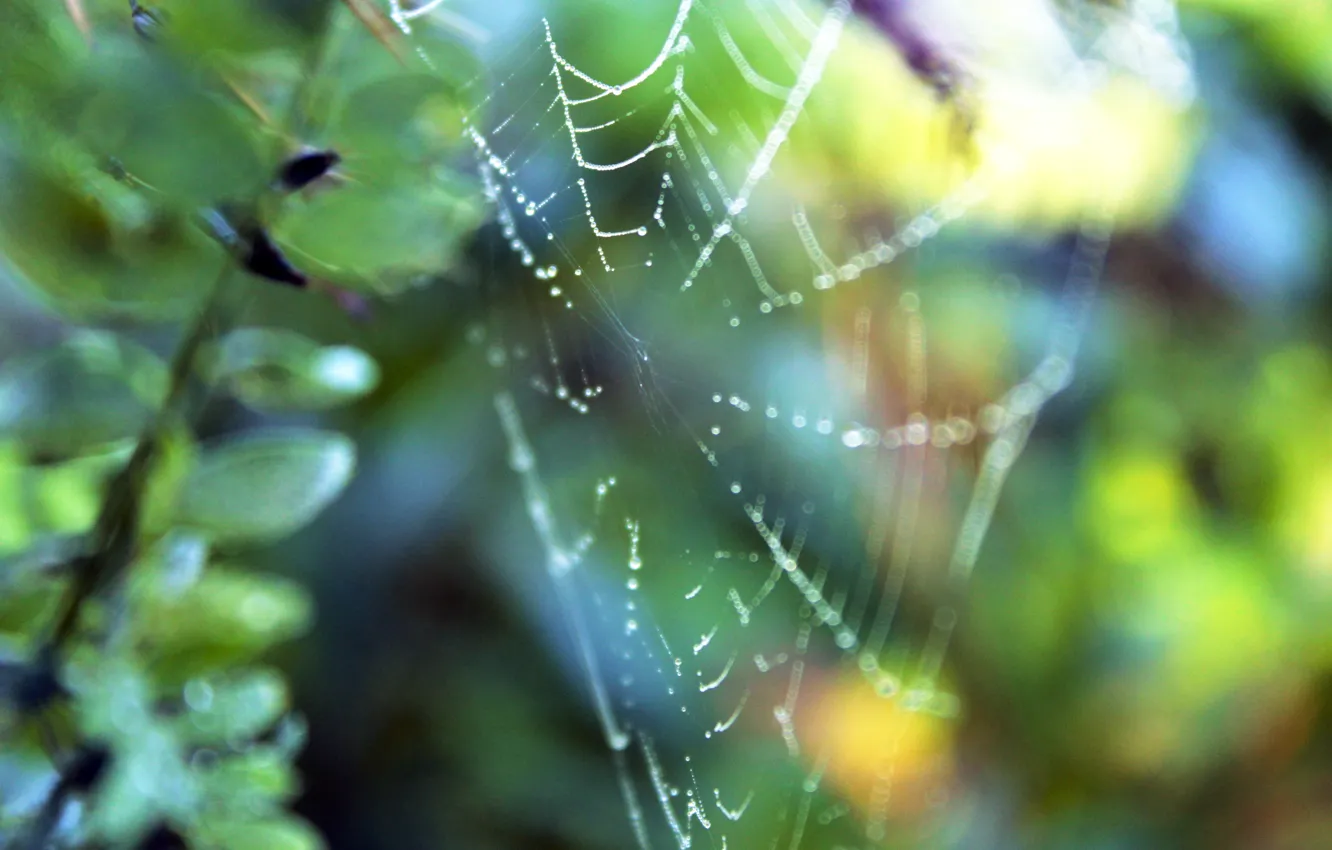 Photo wallpaper grass, drops, macro, nature, Rosa, plants, web, spider