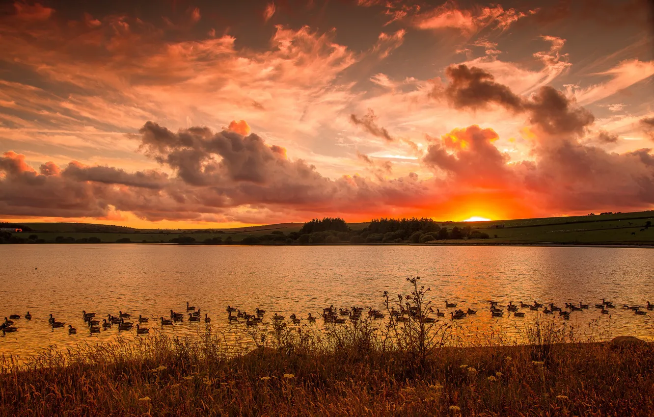 Photo wallpaper landscape, sunset, lake, duck