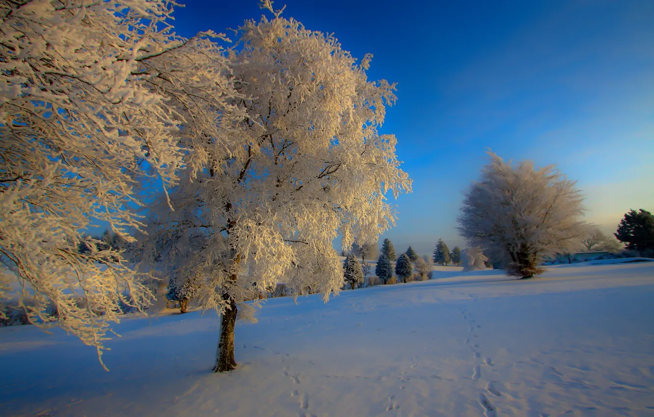Photo wallpaper winter, snow, nature, blue, tree