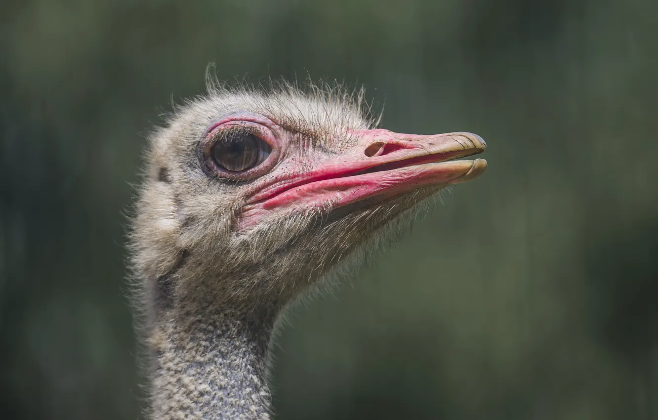 Photo wallpaper eyes, look, bird, ostrich
