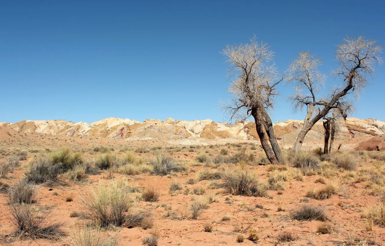 Photo wallpaper trees, landscape, desert