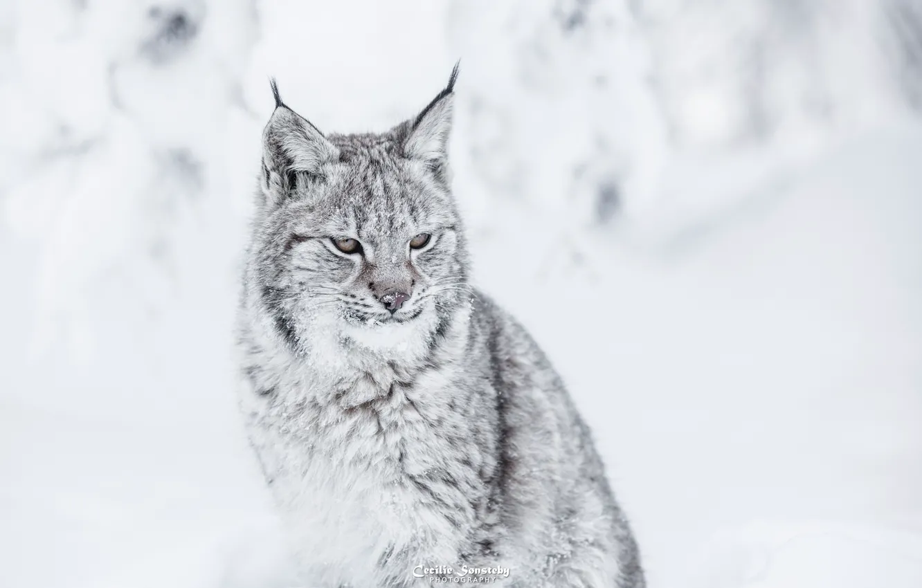 Photo wallpaper face, predator, fur, lynx, sitting, wild cat