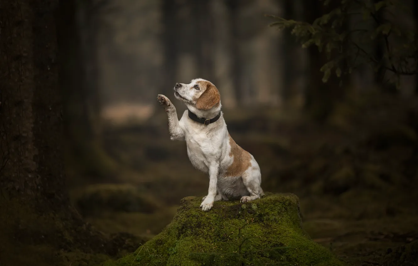 Photo wallpaper forest, each, dog