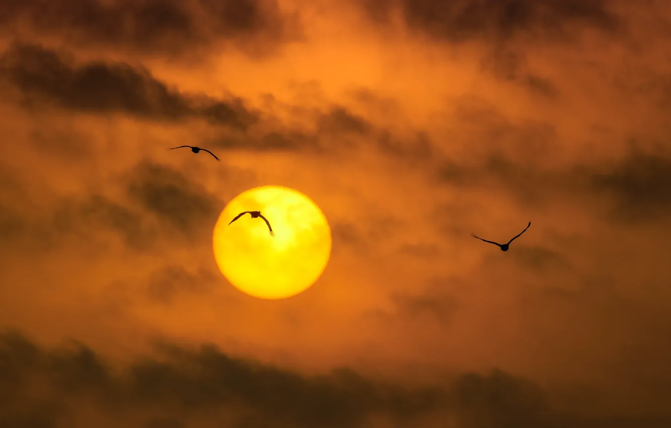 Photo wallpaper the sun, clouds, bird, silhouette