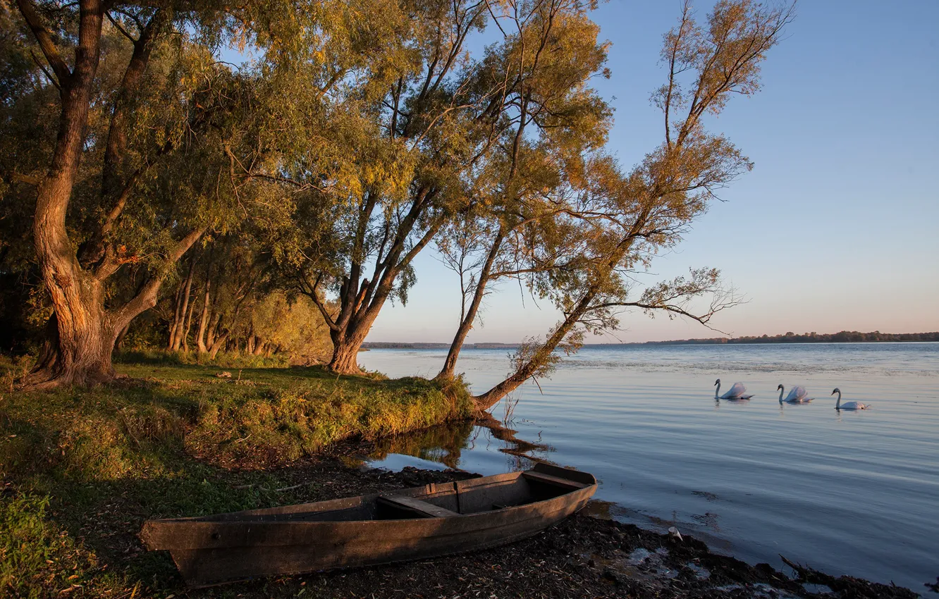 Photo wallpaper autumn, trees, landscape, nature, lake, shore, boat, swans