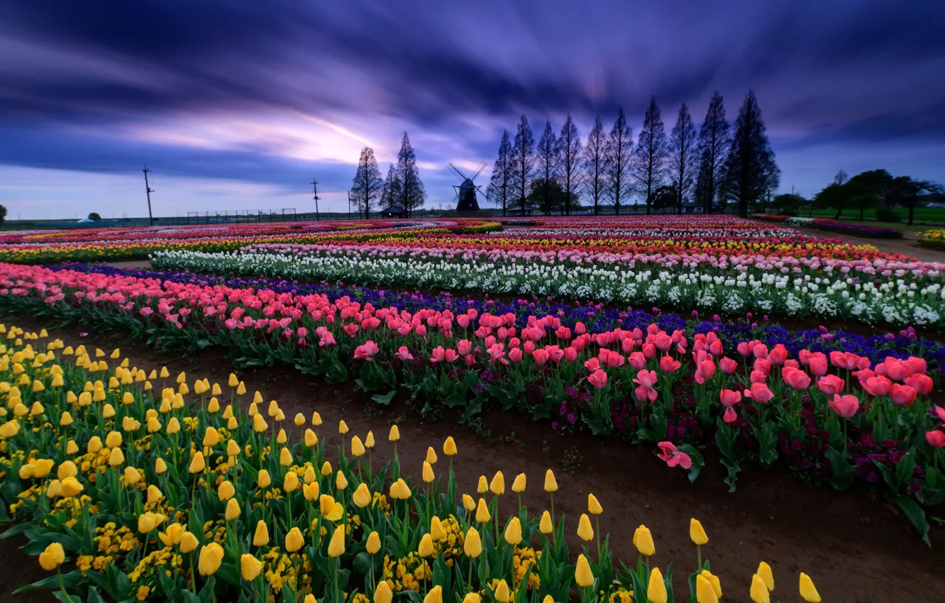 Photo wallpaper field, the sky, clouds, trees, landscape, flowers, nature, spring