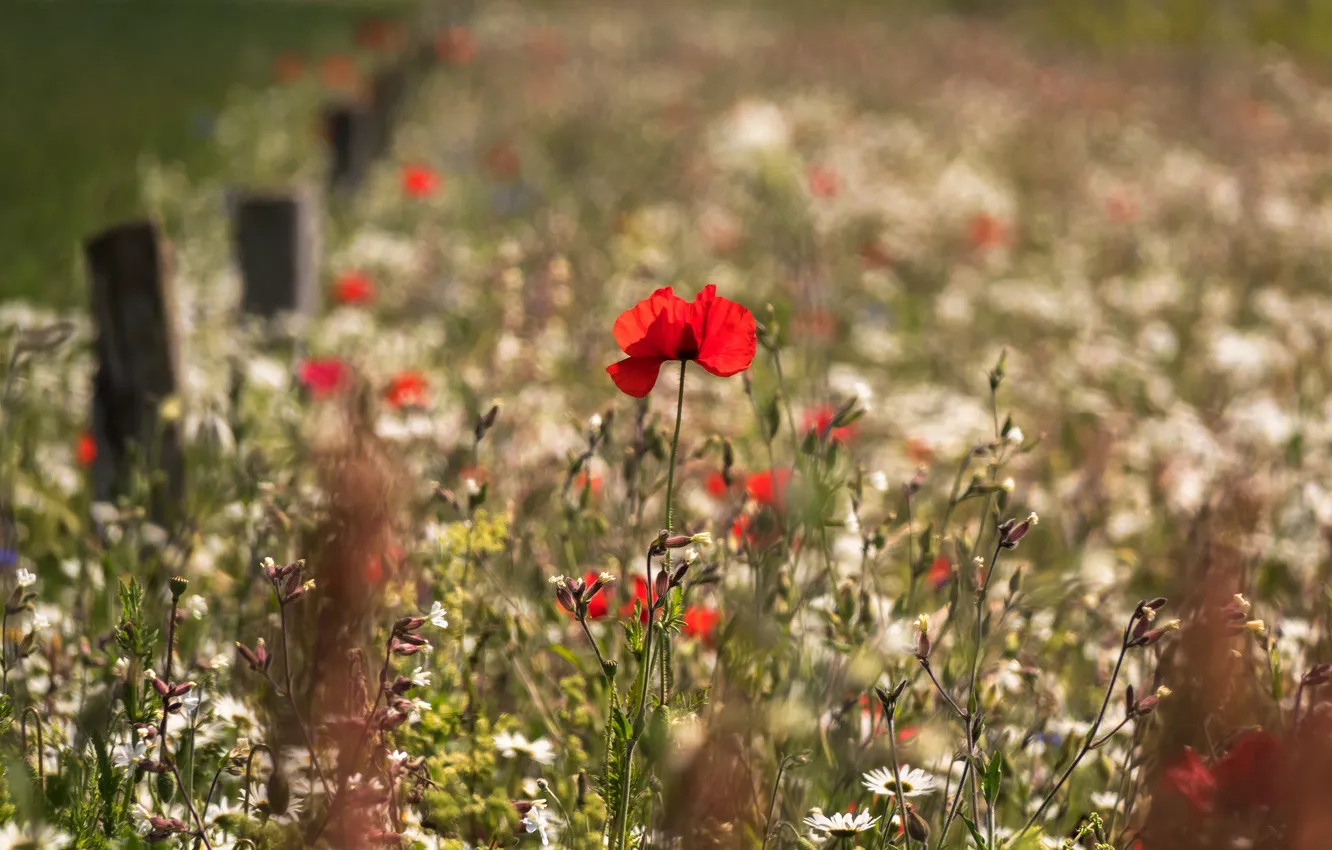 Photo wallpaper field, summer, flowers, red, glade, the fence, Mac, Maki