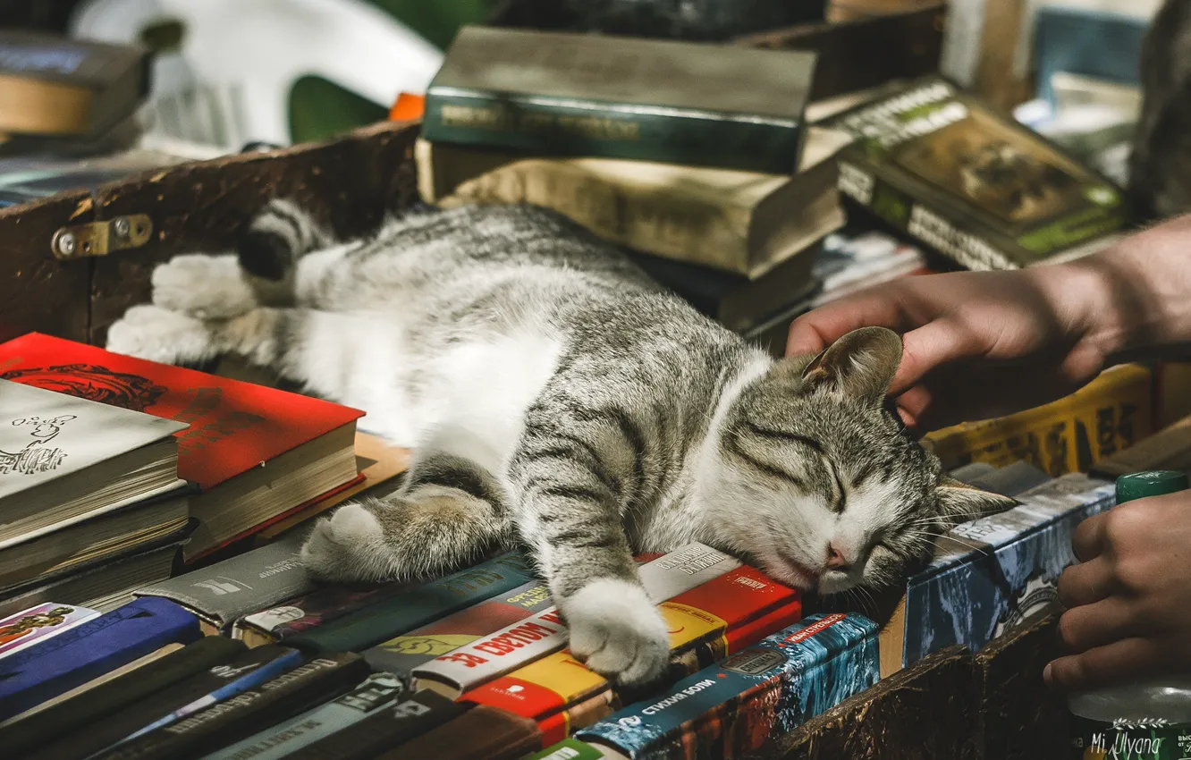 Photo wallpaper cat, light, books, sleeping, Juliana Mizinova