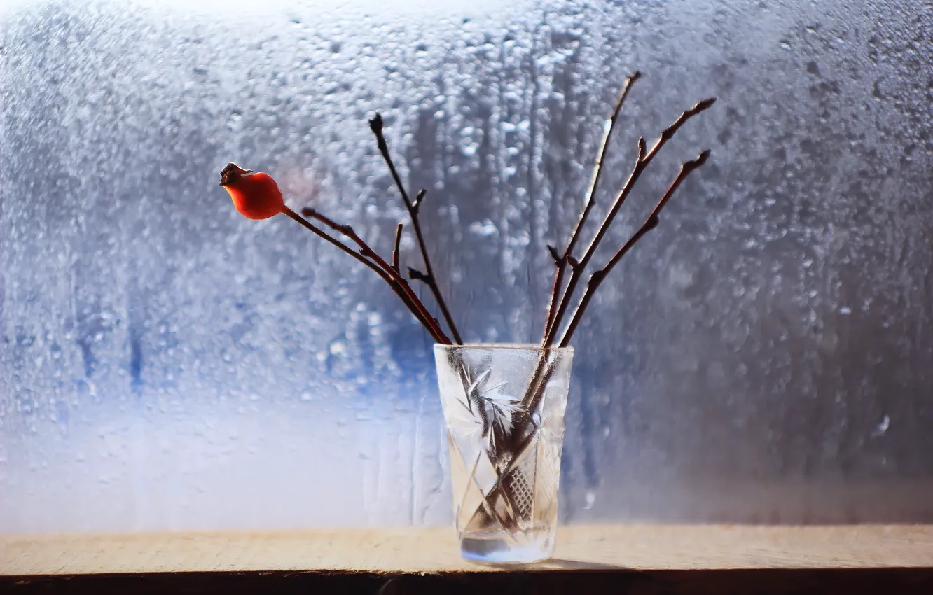 Photo wallpaper drops, branches, background, window, glass