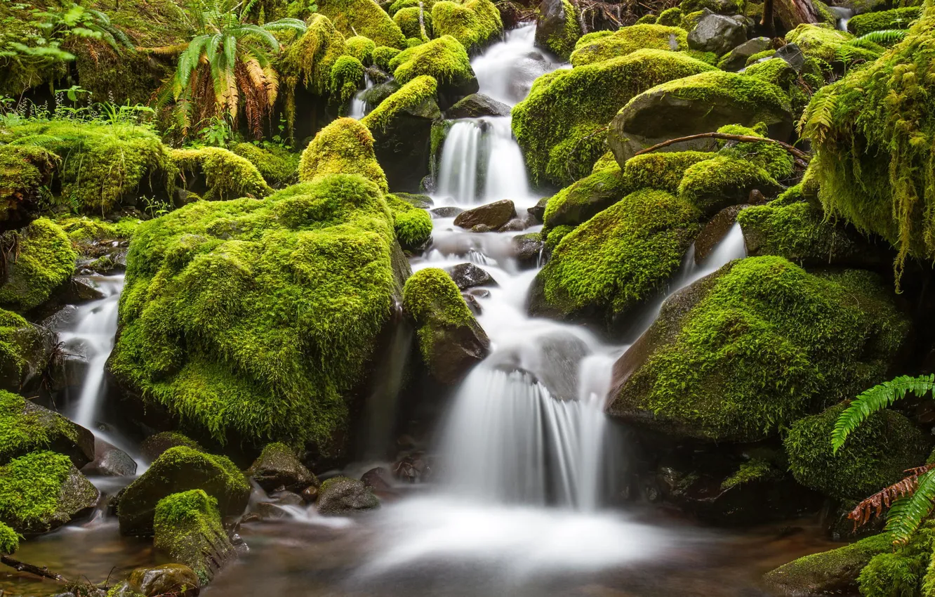 Photo wallpaper forest, river, stones, waterfall, moss