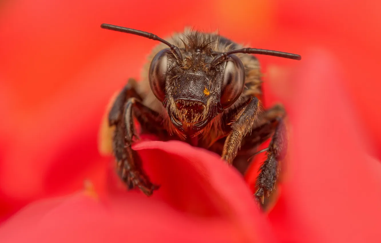Photo wallpaper macro, flowers, red, bee, insect