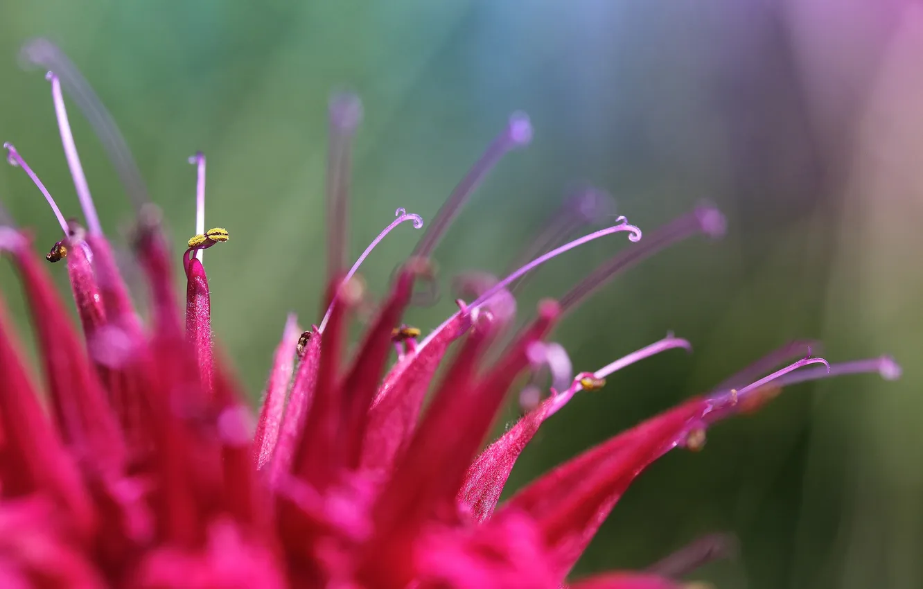 Photo wallpaper flowers, petals, pink, monarda
