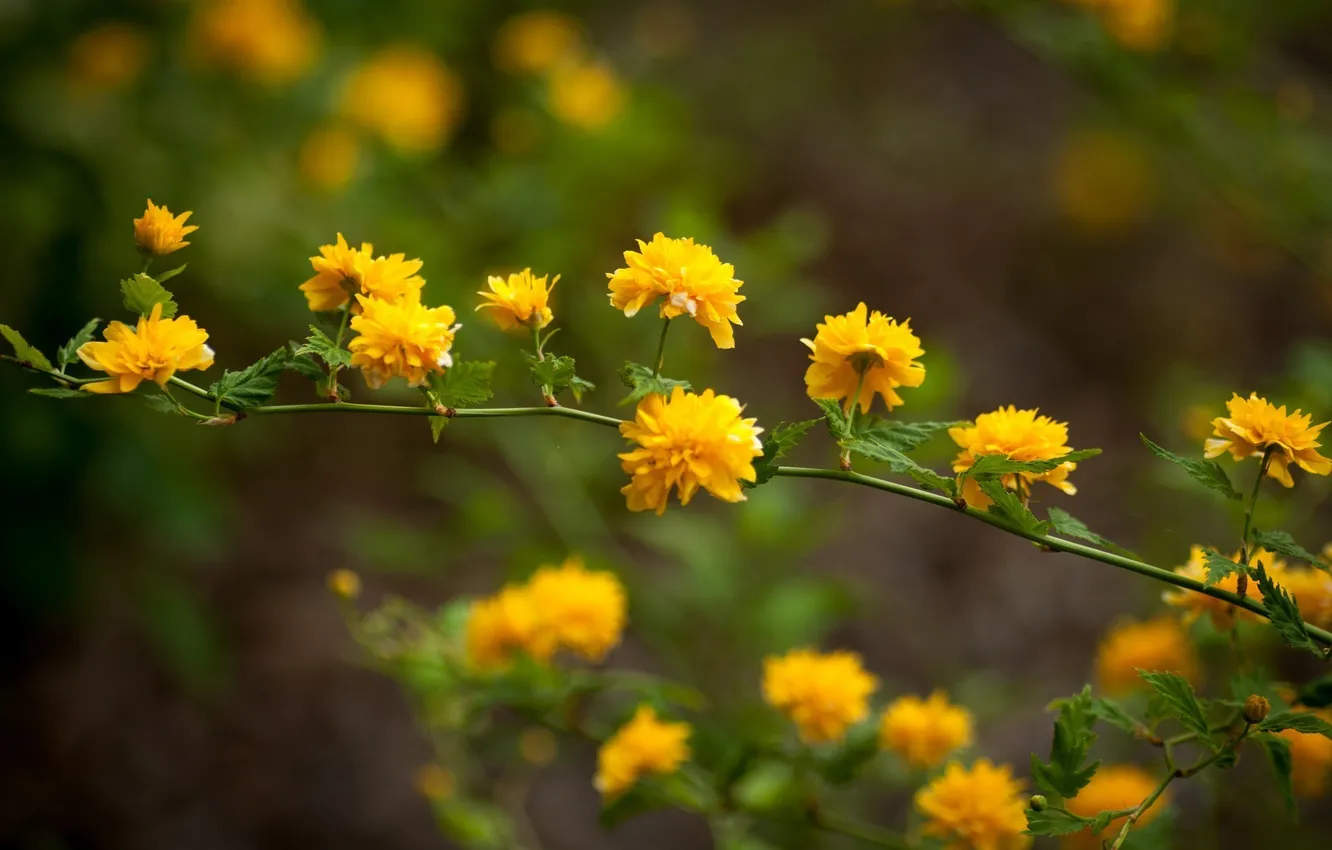 Photo wallpaper flowers, yellow, shrub