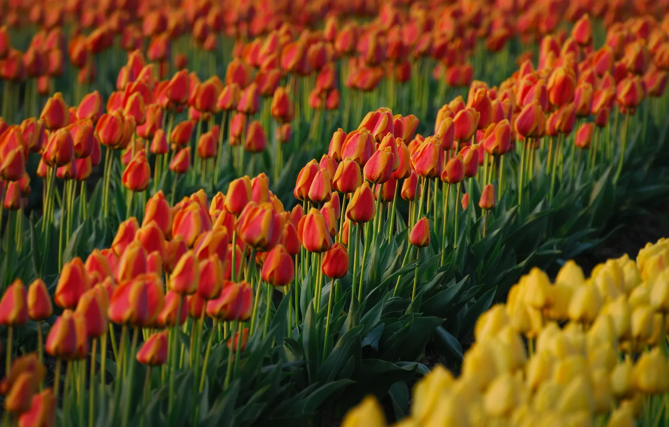 Photo wallpaper field, summer, flowers, freshness, yellow, red, spring, garden