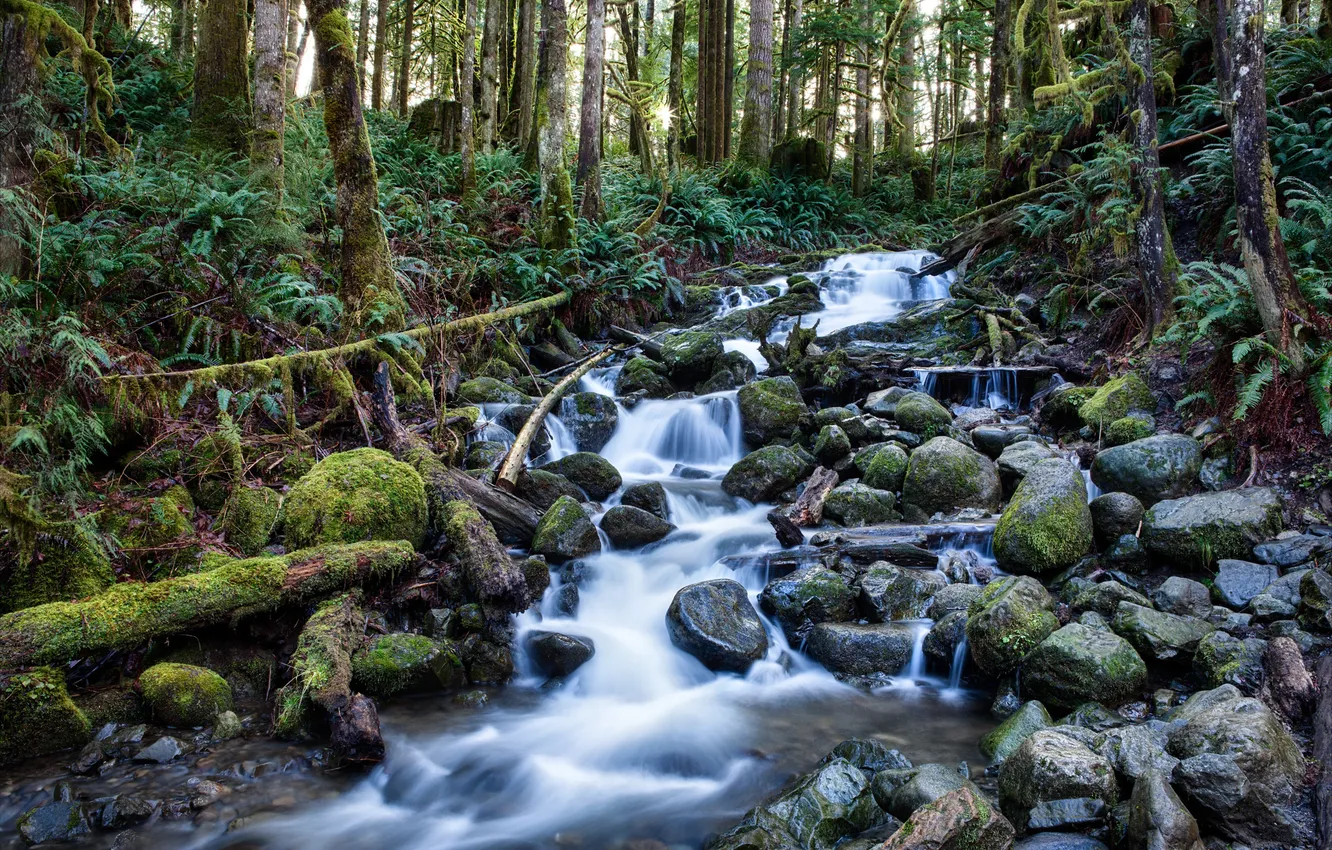 Photo wallpaper forest, trees, river, stream, stones, thickets, stream