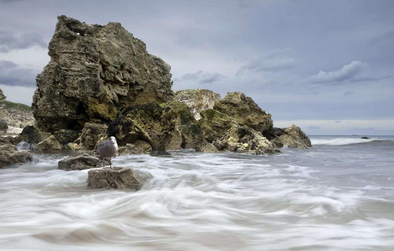 Photo wallpaper sea, landscape, rocks, bird