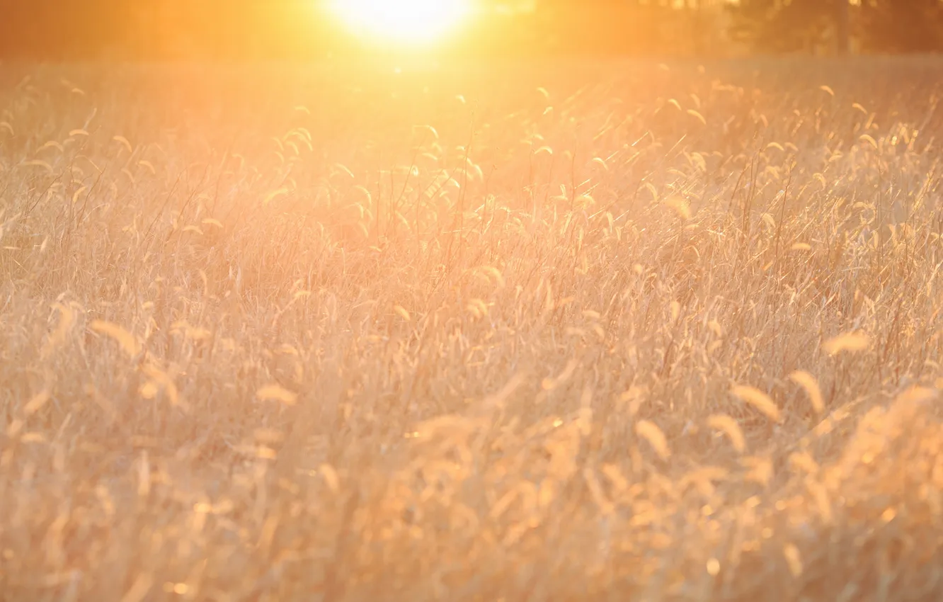 Photo wallpaper grass, light, nature