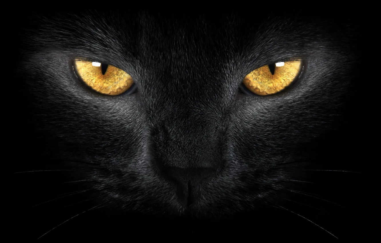 Photo wallpaper yellow eyes, black cat, wild, yellow eyes, Black cat, wild