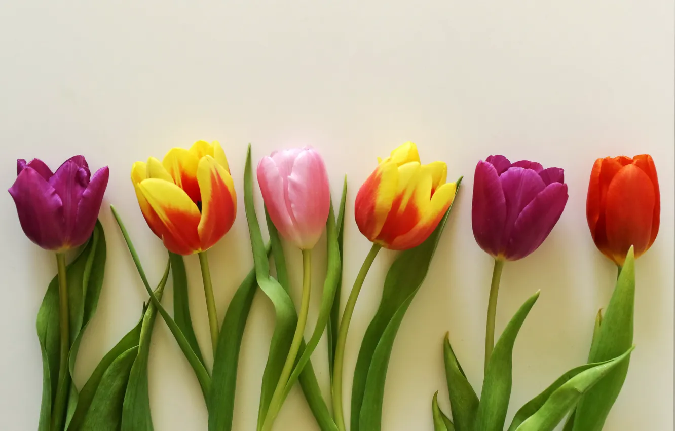 Photo wallpaper flowers, bouquet, colorful, tulips, wood, romantic, tulips, gift