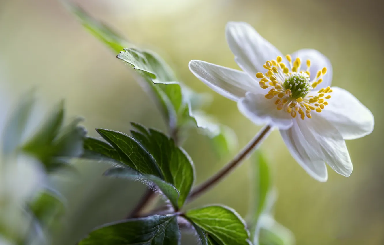 Photo wallpaper white, flowers, bokeh, anemones