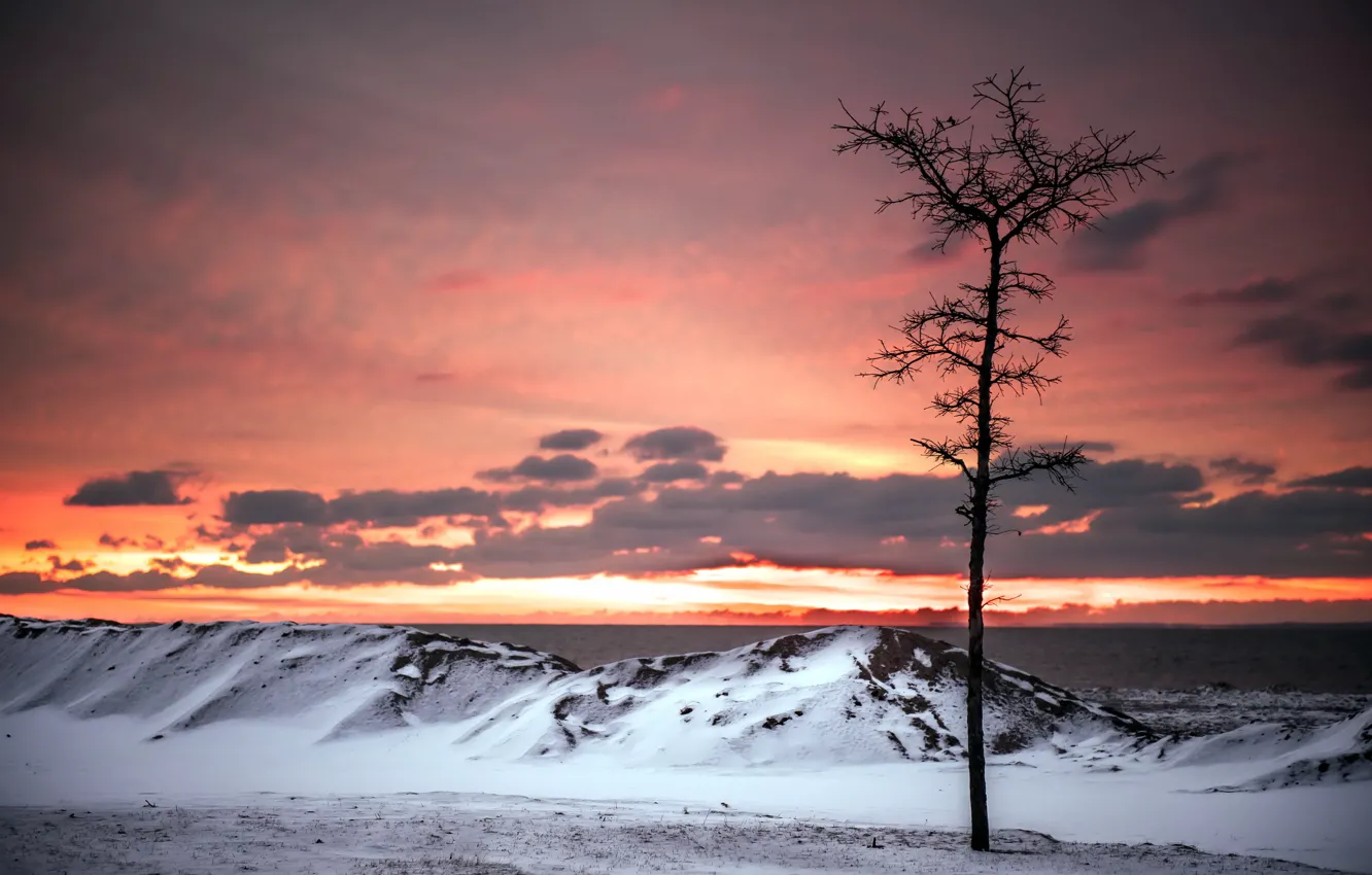 Photo wallpaper sea, trees, sunset